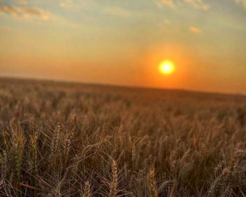 Venta Campo Mixto 687 Has. Zona Tostado (est. Pini) Santa FE