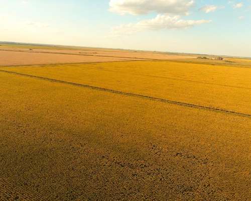Campo en el Fortin, Córdoba 115 Has en Venta
