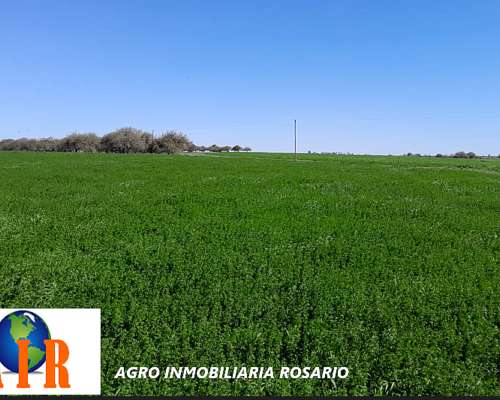 Ibarlucea, Santa FE. Campo Agric Sobre Ruta