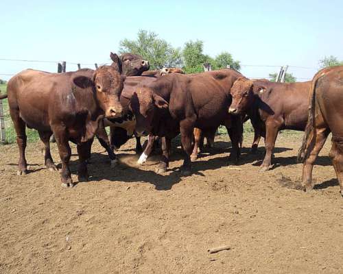 Toros Brangus Colorados-san Javier
