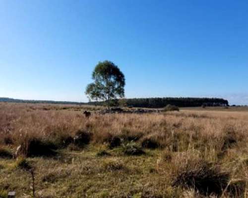 Campos Forestales en Venta