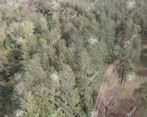 Campo Venta de 6300 Has en Oran, Salta