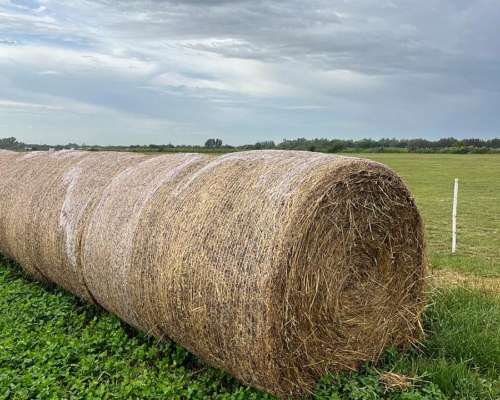 Rollos de Cebadilla y Trébol. 700 Kg