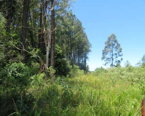 Gdor. Virasoro - 1458 Ha - Corrientes
