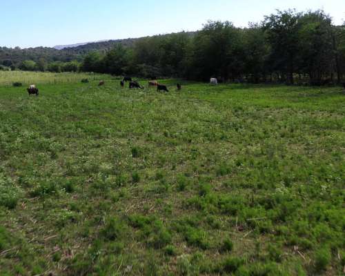 Córdoba Valle de Calamuchita San Ignacio 500 Has Ganaderas