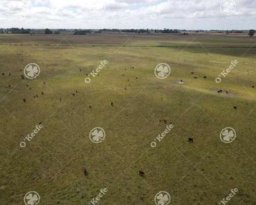 Campo en Venta de 227 Has en Ranchos. Mixto