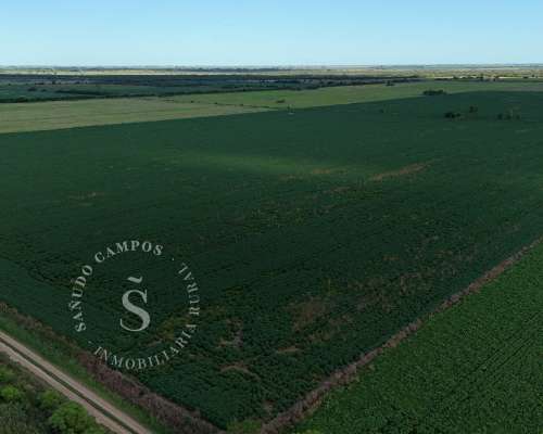 Agrícola Suelo 1/2. 43 HA. San Jerónimo del Sauce