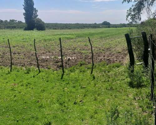 Alquiler o Venta Ganadero Potrerillo (san Luis) 180 Has