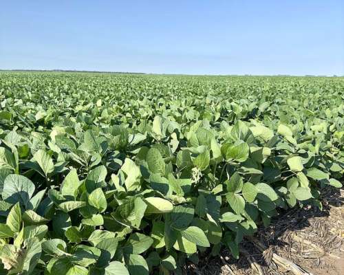 300 Has Zona Núcleo