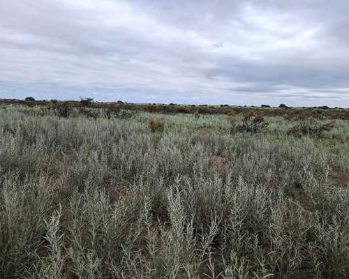 Jaguel del Monte, Loventué, la Pampa - 25.700 Ha