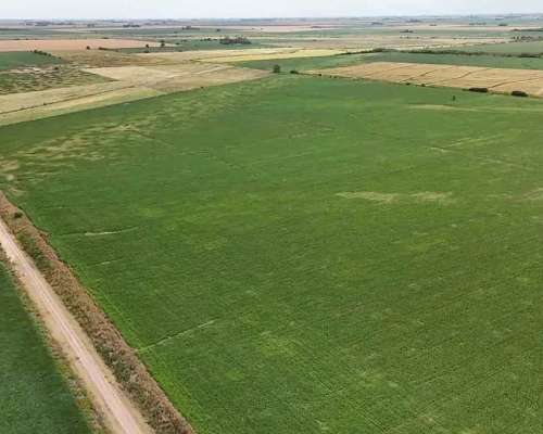 Campo Arequito. 89 Has