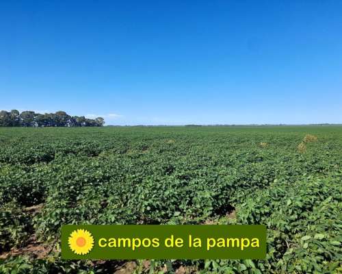 La Pampa -venta Campo Agricola de 93 H en Dpto. Realico