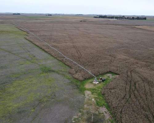 La Primavera, Coronel Suarez, Buenos Aires - 210 Ha