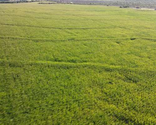 80 Hectáreas Agrícolas Rosario del Tala