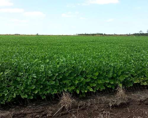 Campo en Venta, 519 Has. Bandera - Santiago del Estero.