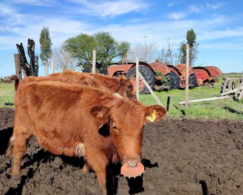 Vendo Hermosos Terneros 200kg /230kg, CEL2325 567714