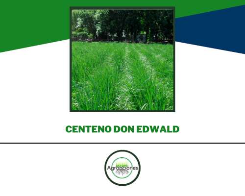 Semilla de Centeno Don Edwald ( Fiscalizado )