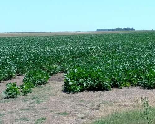 Alquilo Campo Agricola en Gral. Alvear