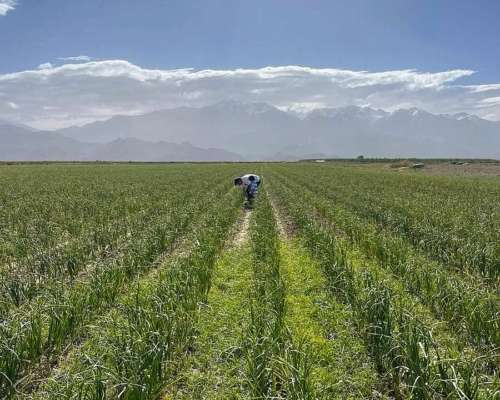 Se Vende Finca de 170ha con Plantaciones de AJO en San Carlo