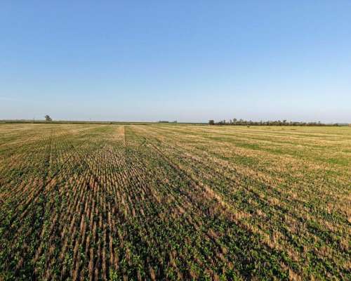 43 HA. Departamento San Martin (santa FE)