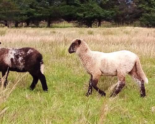 Carneros Corderos Reproductores y Consumo