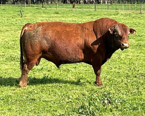 Toros Limangus Colorados Mansos de 2 y 3 Años