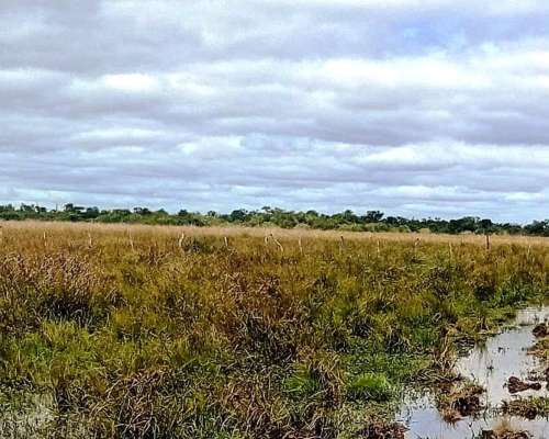 Oportunidad Productiva / Campo Disponible