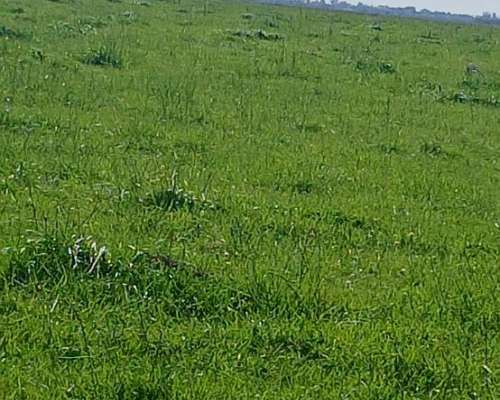 Venta Campo Ganadero 344 Ha - Dolores - Listo P/transferir