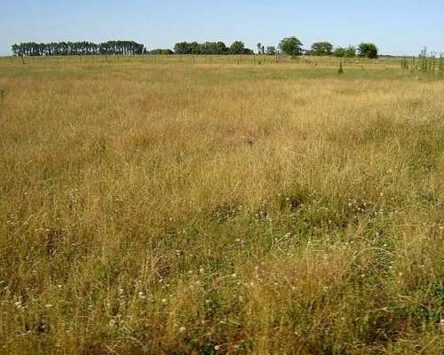 Mercedes, Buenos Aires - 60 Ha