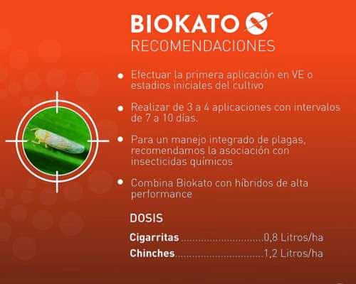 Insecticida Biokato para Control Biologico de Chicharrita