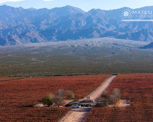 104 Has. Finca con Viñedos en el Cepillo, Mendoza