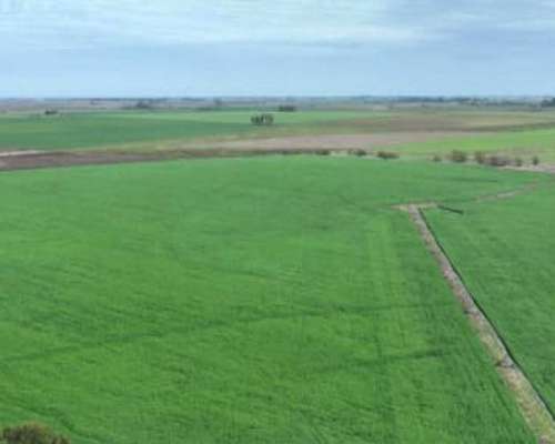 200 Hectáreas Agricolas. Arrecifes.