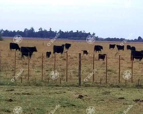 Campo 130 Has en Venta Chascomus.ideal Cria de Caballos