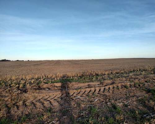 Juan Llerena 160 Has Agricolas