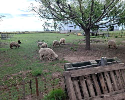 Liquido Primer Oferta Razonable. 19 Obejas, con Fardos,