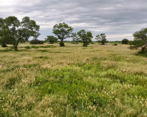 Santiago del Estero Gran Campo Ganadero 4.300 Has