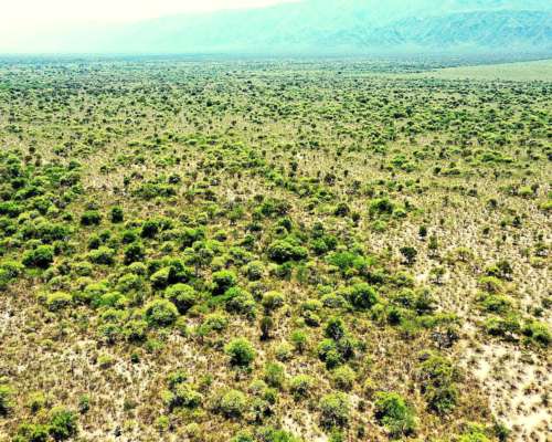 Campo para Cultivo de Olivos, 449ha, Valle Viejo, Catamarca.
