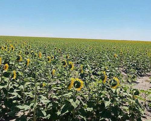 Campo Mixto 2.000ha - las Avispas Santa FE