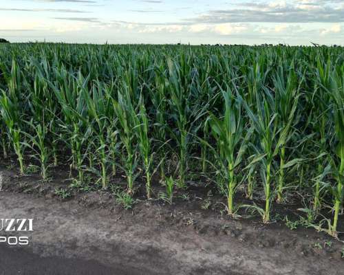 230 Ha Agricolas en los Cardos
