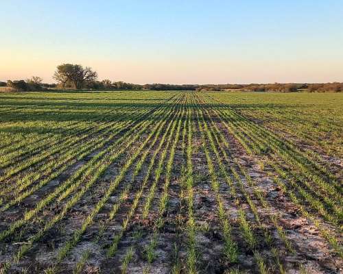 Campo Agricola 40 Hectáreas San Salvador Entre Rios