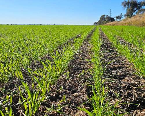 1500 Has. Agrícolas en Lavalle, Santiago del Estero.