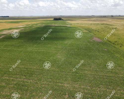 Campo en Venta de 300 Has en Pila