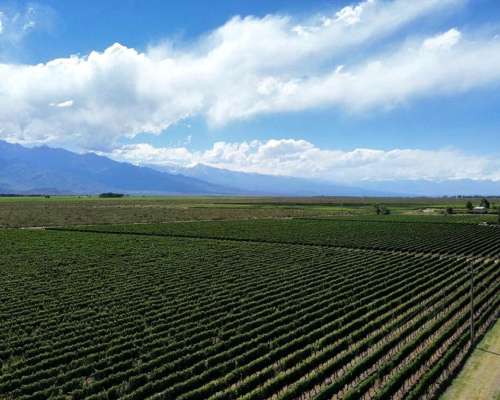Finca con Viñedos de Alta Calidad - el Cepillo , Mendoza
