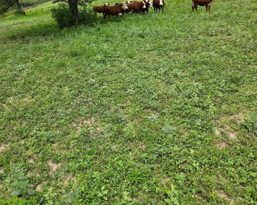 Brea Pozo, 613 Has Mixto