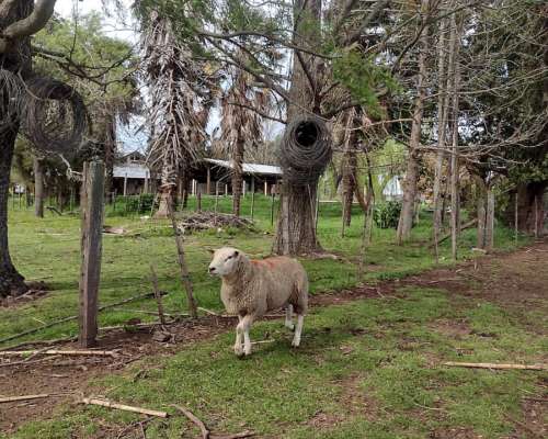 Carneros y Ovejas Texel