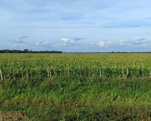 La Sarita, General Obligado, Santa FE - 11.209 Ha