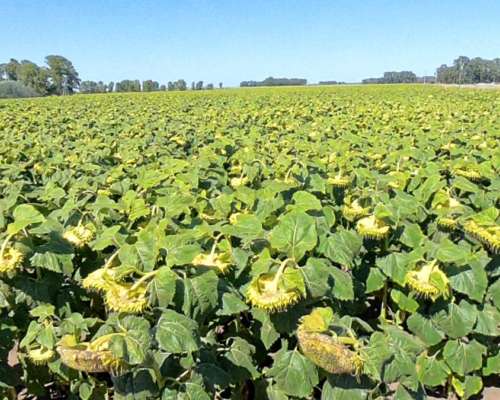 Campo en Venta – 816 Hectáreas
