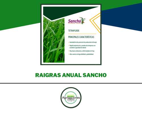 Semilla de Raigras Anual Sancho - Criadero el Cencerro