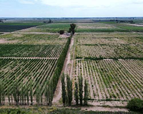 Finca 45ha Chapanay, Dos Pozos, Cultivos y Parte para Chacra