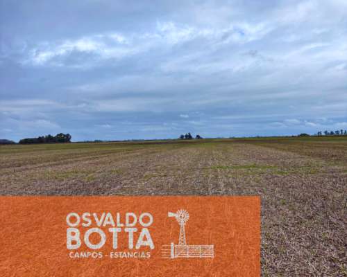 Campo Agrícola en Zona Núcleo – 265 Hectáreas en Chacabuco,